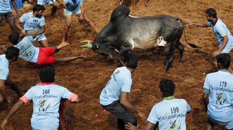 India’s top court allows bull-taming sport to continue despite criticism from animal rights groups